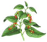 Результат пошуку зображень за запитом peper spice plant png
